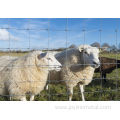 Knot Fixed-knot Game Field Fence